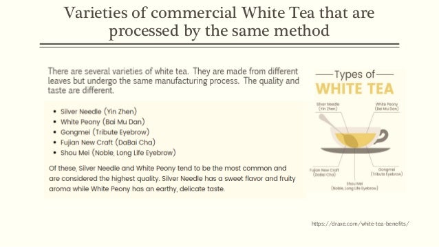 White Tea As Medicine Current Evidence White Tea As Medicine Current Evidence