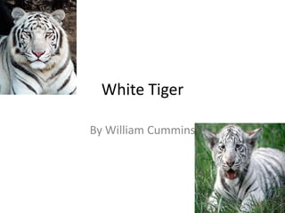 White Tiger

By William Cummins
 