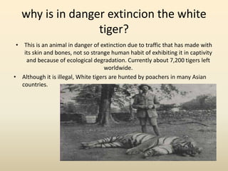 why is in danger extincion the white
tiger?
• This is an animal in danger of extinction due to traffic that has made with
its skin and bones, not so strange human habit of exhibiting it in captivity
and because of ecological degradation. Currently about 7,200 tigers left
worldwide.
• Although it is illegal, White tigers are hunted by poachers in many Asian
countries.
 
