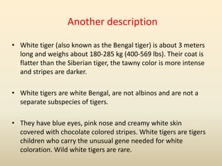 Another description
• White tiger (also known as the Bengal tiger) is about 3 meters
long and weighs about 180-285 kg (400-569 lbs). Their coat is
flatter than the Siberian tiger, the tawny color is more intense
and stripes are darker.
• White tigers are white Bengal, are not albinos and are not a
separate subspecies of tigers.
• They have blue eyes, pink nose and creamy white skin
covered with chocolate colored stripes. White tigers are tigers
children who carry the unusual gene needed for white
coloration. Wild white tigers are rare.
 