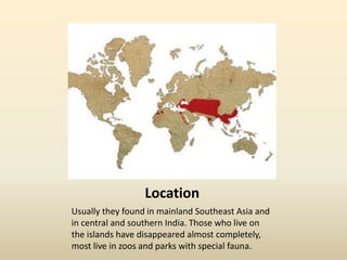 Location
Usually they found in mainland Southeast Asia and
in central and southern India. Those who live on
the islands have disappeared almost completely,
most live in zoos and parks with special fauna.
 