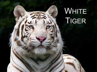 WHITE
TIGER
 