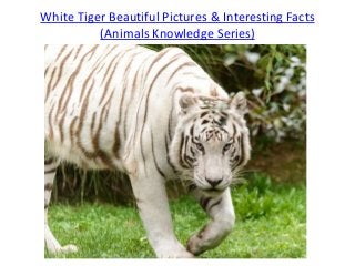 White Tiger Beautiful Pictures & Interesting Facts
(Animals Knowledge Series)
 