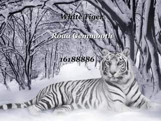 White   Tiger Roaa Gemmooth 16188886 