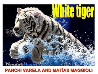   PANCHI VARELA AND MATÍAS MAGGIOLI  White tiger 
