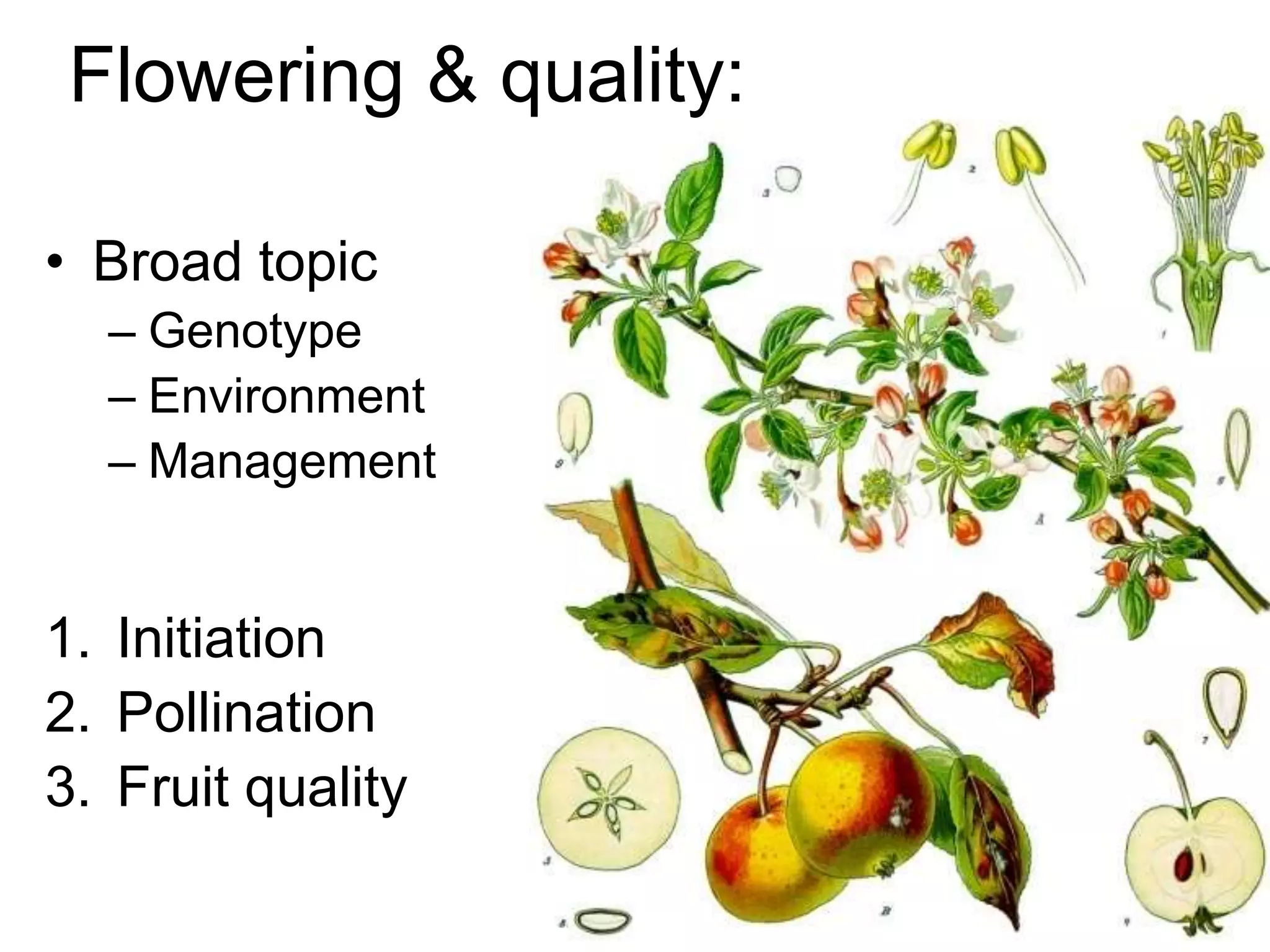 Apple Flowering and Fruit Quality | PPTX