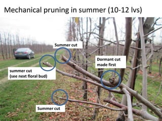 Apple Flowering and Fruit Quality | PPTX