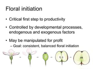 Apple Flowering and Fruit Quality | PPTX
