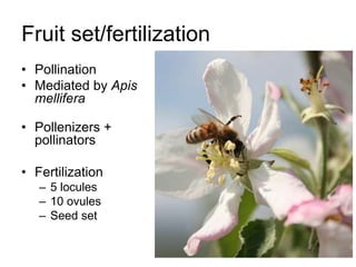 Apple Flowering and Fruit Quality | PPTX