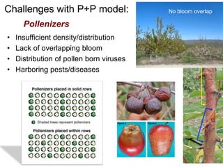 Apple Flowering and Fruit Quality | PPTX