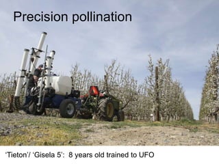 Apple Flowering and Fruit Quality | PPTX