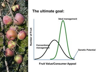 Apple Flowering and Fruit Quality | PPTX