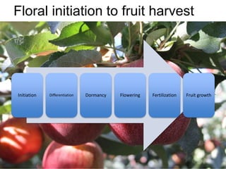 Apple Flowering and Fruit Quality | PPTX