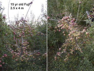 Apple Flowering and Fruit Quality | PPTX