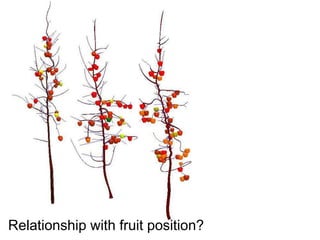 Apple Flowering and Fruit Quality | PPTX