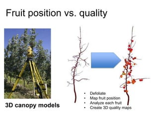 Apple Flowering and Fruit Quality | PPTX