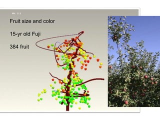 Apple Flowering and Fruit Quality | PPTX