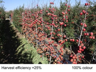 Apple Flowering and Fruit Quality | PPTX