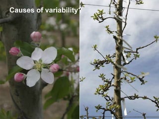 Apple Flowering and Fruit Quality | PPTX