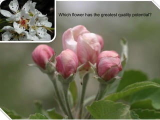 Apple Flowering and Fruit Quality | PPTX