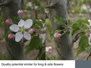 Apple Flowering and Fruit Quality | PPTX