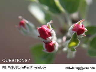 Apple Flowering and Fruit Quality | PPTX