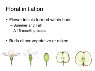 Apple Flowering and Fruit Quality | PPTX