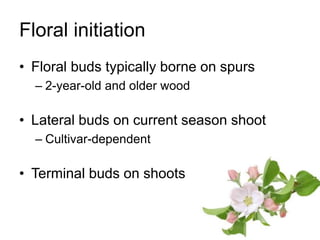 Apple Flowering and Fruit Quality | PPTX