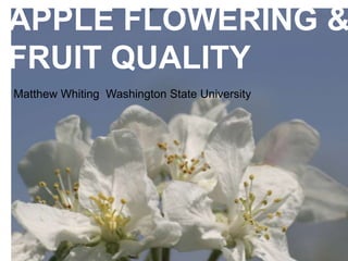 Matthew Whiting Washington State University
APPLE FLOWERING &
FRUIT QUALITY
 