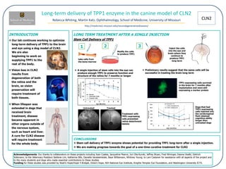 CLN2
Long-term delivery of TPP1 enzyme in the canine model of CLN2
Rebecca Whiting, Martin Katz, Ophthalmology, School of Medicine, University of Missouri
http://medicine2.missouri.edu/neurodegenerativediseases/
LONG TERM TREATMENT AFTER A SINGLE INJECTION
 Preliminary results suggest that the same cells will be
successful in treating the brain long term
CONCLUSIONS
 Stem cell delivery of TPP1 enzyme shows potential for providing TPP1 long-term after a single injection.
 We are making progress towards the goal of a one-time curative treatment for CLN2
INTRODUCTION
 Our lab continues working to optimize
long-term delivery of TPP1 to the brain
and eye using a dog model of CLN2.
We are also
beginning to work on
supplying TPP1 to the
rest of the body.
 A single injection of stem cells into the eye can
produce enough TPP1 to preserve function and
structure of the retina for 7 months or longer
take cells from
the bone marrow
Modify the cells
to produce TPP1
Inject the cells
into the eye and
brain where they
continue to
produce TPP1
long term
1 2 3
Stem Cell Delivery of TPP1
Acknowledgements: Our thanks to collaborators on these projects including Joan Coates, Jacqueline Pearce, Juri Ota-Kuroki, Jeffrey Bryan, Fred Wininger, Dawna Voelkl, Dietrich
Volkmann; to the Veterinary Postdocs Stefanie Lim, Katherine Bibi, Daniella Vansteenkiste, Baye Williamson, Whitney Young; to Lani Castaner for assistance with all aspects of the project and
to the many students and dogs who made essential contributions to these studies.
Funding for these studies was provided by Noah’s Hope/Hope 4 Bridget, Drew's Hope, NIH National Eye Institute, Knights Templar Eye Foundation, and Washington University ICTS.
TPP1-expressing cells survived
in the brain for 7 months after
implantation and were still
expressing a marker protein
Dogs that had
TPP1-expressing
cells injected into
the cerebrospinal
fluid retained
cognitive ability
longer than
untreated dogs
Treatment with
TPP1-expressing
cells prevented
retina detachment
lesions
Untreated Treated
(Measureofretinafunction)
 Vision loss in CLN2
results from
degeneration of both
the retina and the
brain, so vision
preservation will
require treatment of
both tissues.
 When lifespan was
extended in dogs that
received brain
treatment, disease
became apparent in
other organs outside of
the nervous system,
such as heart and liver.
A cure for CLN2 disease
will require treatment
for the whole body.
 