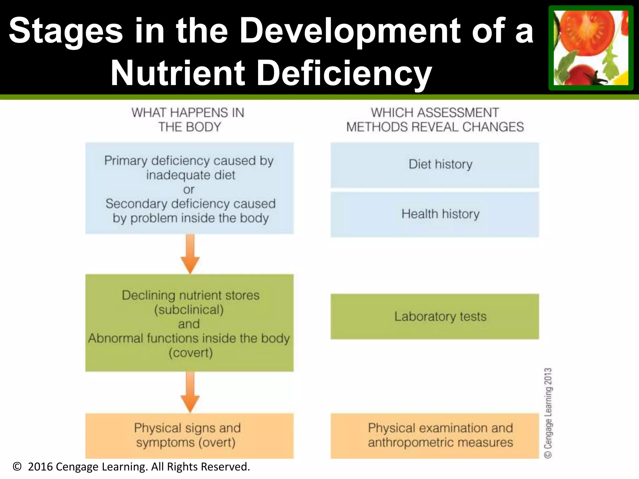 © 2016 Cengage Learning. All Rights Reserved.
Stages in the Development of a
Nutrient Deficiency
 