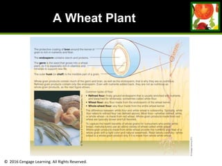 © 2016 Cengage Learning. All Rights Reserved.
A Wheat Plant
 