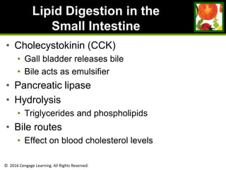 © 2016 Cengage Learning. All Rights Reserved.
Lipid Digestion in the
Small Intestine
• Cholecystokinin (CCK)
• Gall bladder releases bile
• Bile acts as emulsifier
• Pancreatic lipase
• Hydrolysis
• Triglycerides and phospholipids
• Bile routes
• Effect on blood cholesterol levels
 