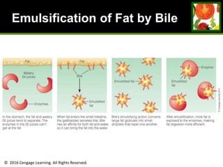 © 2016 Cengage Learning. All Rights Reserved.
Emulsification of Fat by Bile
 