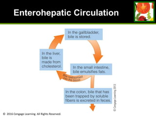 © 2016 Cengage Learning. All Rights Reserved.
Enterohepatic Circulation
 