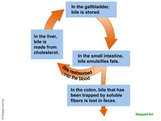 Stepped Art-
Enterohepatic Circulation
In the gallbladder,
bile is stored.
In the liver,
bile is
made from
cholesterol.
In the colon, bile that has
been trapped by soluble
fibers is lost in feces.
In the small intestine,
bile emulsifies fats.
 