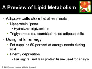 © 2016 Cengage Learning. All Rights Reserved.
A Preview of Lipid Metabolism
• Adipose cells store fat after meals
• Lipoprotein lipase
• Hydrolyzes triglycerides
• Triglycerides reassembled inside adipose cells
• Using fat for energy
• Fat supplies 60 percent of energy needs during
rest
• Energy deprivation
• Fasting: fat and lean protein tissue used for energy
 