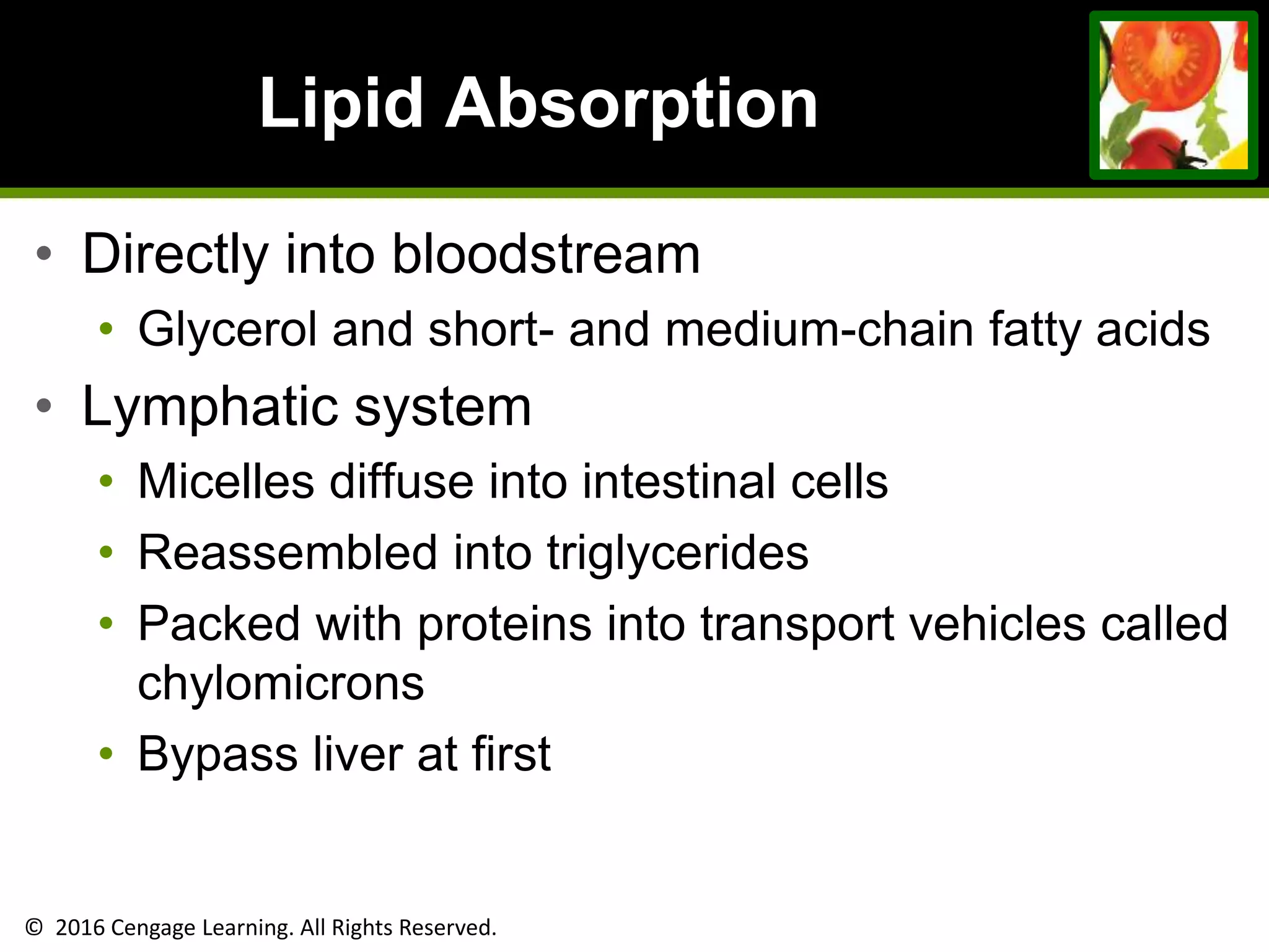 © 2016 Cengage Learning. All Rights Reserved.
Lipid Absorption
• Directly into bloodstream
• Glycerol and short- and medium-chain fatty acids
• Lymphatic system
• Micelles diffuse into intestinal cells
• Reassembled into triglycerides
• Packed with proteins into transport vehicles called
chylomicrons
• Bypass liver at first
 
