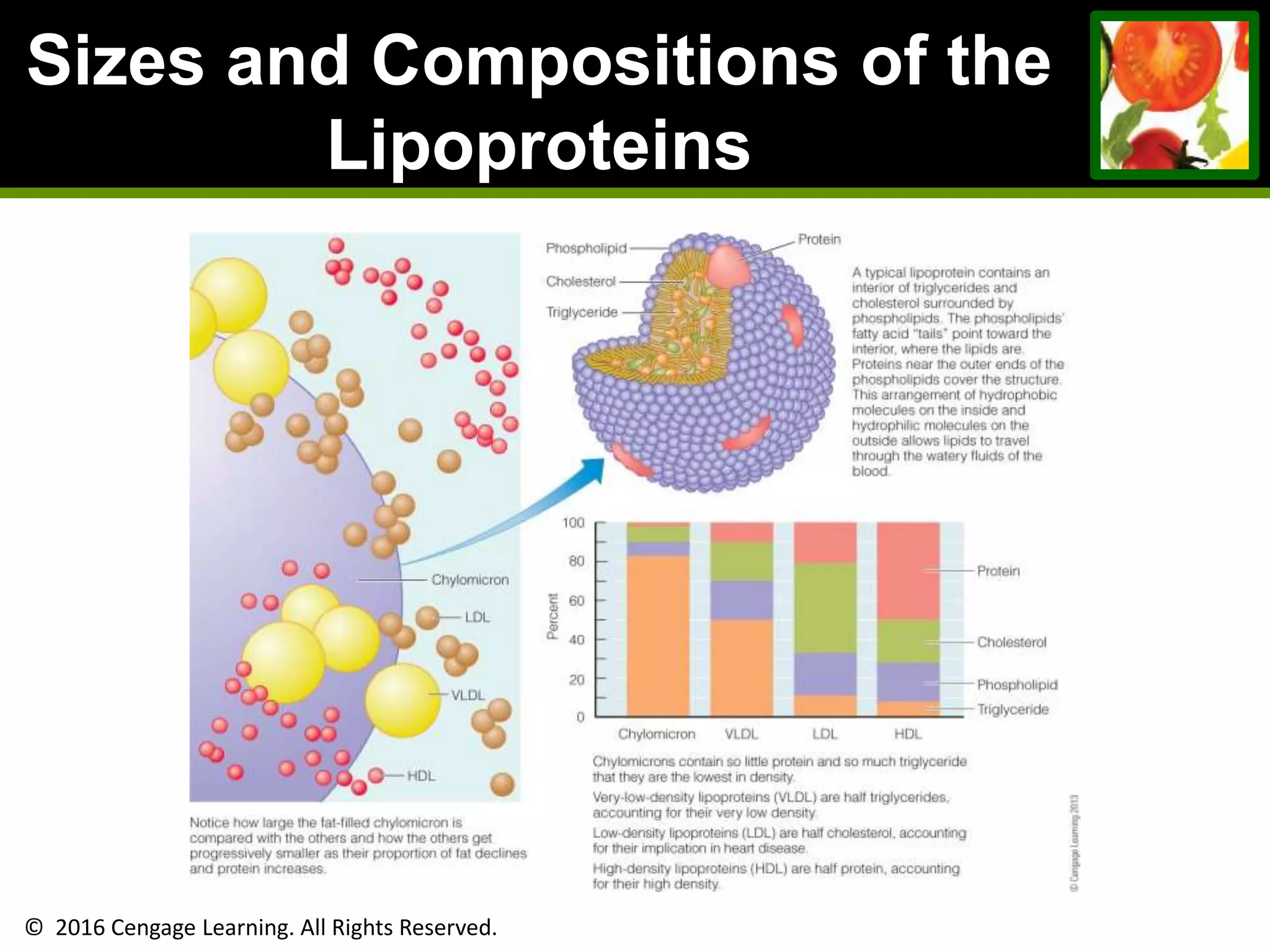 © 2016 Cengage Learning. All Rights Reserved.
Sizes and Compositions of the
Lipoproteins
 
