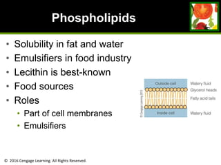 © 2016 Cengage Learning. All Rights Reserved.
Phospholipids
• Solubility in fat and water
• Emulsifiers in food industry
• Lecithin is best-known
• Food sources
• Roles
• Part of cell membranes
• Emulsifiers
 