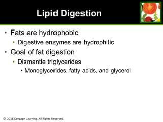 © 2016 Cengage Learning. All Rights Reserved.
Lipid Digestion
• Fats are hydrophobic
• Digestive enzymes are hydrophilic
• Goal of fat digestion
• Dismantle triglycerides
• Monoglycerides, fatty acids, and glycerol
 