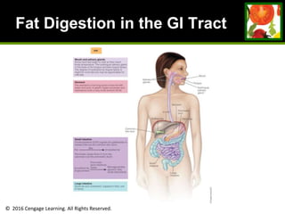 © 2016 Cengage Learning. All Rights Reserved.
Fat Digestion in the GI Tract
 