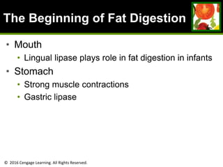 © 2016 Cengage Learning. All Rights Reserved.
The Beginning of Fat Digestion
• Mouth
• Lingual lipase plays role in fat digestion in infants
• Stomach
• Strong muscle contractions
• Gastric lipase
 