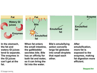 Stepped Art-
Emulsification of fat by bile
Fat
Watery GI
juices
Fat
In the stomach,
the fat and
watery GI juices
tend to separate.
The enzymes in
the GI juices
can’t get at the
fat.
When fat enters
the small intestine,
the gallbladder
secretes bile. Bile
has an affinity for
both fat and water,
so it can bring the
fat into the water.
Bile’s emulsifying
action converts
large fat globules
into small droplets
that repel each
other.
After
emulsification,
more fat is
exposed to the
enzymes, making
fat digestion more
efficient.
Enzyme
Bile
Enzymes
Emulsified
fatEmulsified
fat
Emulsified
fat
 