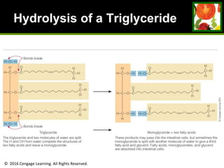 © 2016 Cengage Learning. All Rights Reserved.
Hydrolysis of a Triglyceride
 