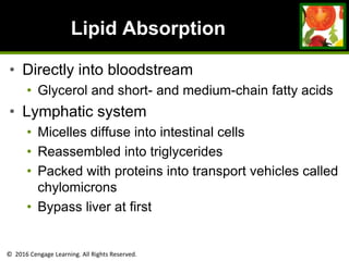 © 2016 Cengage Learning. All Rights Reserved.
Lipid Absorption
• Directly into bloodstream
• Glycerol and short- and medium-chain fatty acids
• Lymphatic system
• Micelles diffuse into intestinal cells
• Reassembled into triglycerides
• Packed with proteins into transport vehicles called
chylomicrons
• Bypass liver at first
 