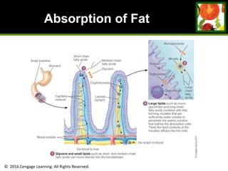 © 2016 Cengage Learning. All Rights Reserved.
Absorption of Fat
 