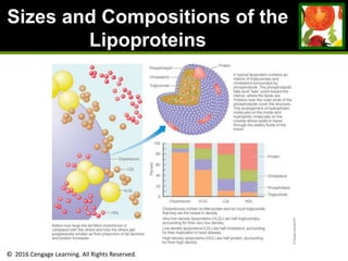 © 2016 Cengage Learning. All Rights Reserved.
Sizes and Compositions of the
Lipoproteins
 