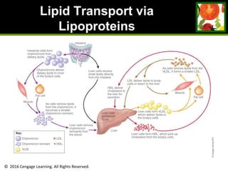 © 2016 Cengage Learning. All Rights Reserved.
Lipid Transport via
Lipoproteins
 