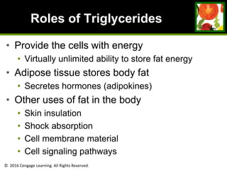 © 2016 Cengage Learning. All Rights Reserved.
Roles of Triglycerides
• Provide the cells with energy
• Virtually unlimited ability to store fat energy
• Adipose tissue stores body fat
• Secretes hormones (adipokines)
• Other uses of fat in the body
• Skin insulation
• Shock absorption
• Cell membrane material
• Cell signaling pathways
 